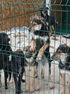 Участники рабочей группы по вопросам обращения с животными без владельцев посетили приют Фонда помощи бездомным домашним животным «Верный друг»