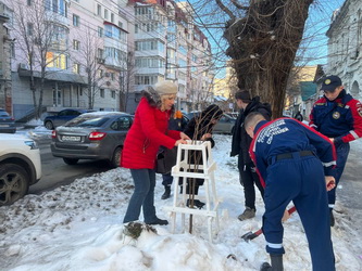Ирина Видина организовала установку защитных каркасов для молодых деревьев